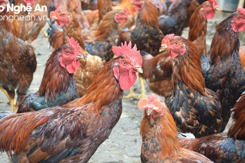 Nghệ An xử lý nghiêm các trường hợp vận chuyển trái phép gia cầm qua biên giới