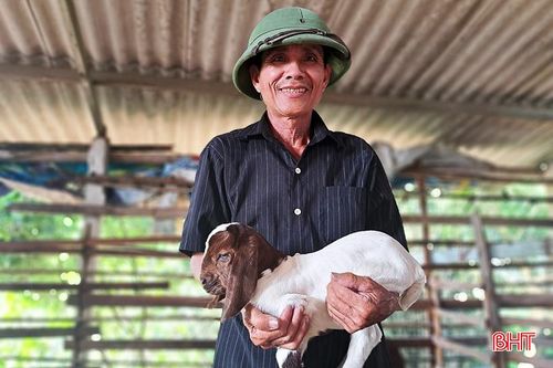 Lão nông ở Nghi Xuân chia sẻ bí quyết làm giàu từ nuôi dê Boer
