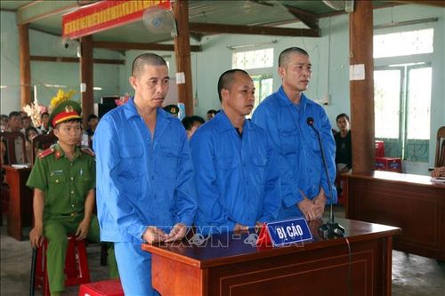 Phạt tù các đối tượng vi phạm quy định về khai thác, bảo vệ rừng và lâm sản