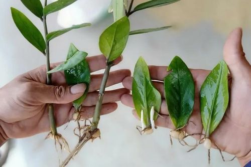 Trồng kim tiền cứ nửa tháng đổ 1 thìa nước này vào gốc, thân cây béo mập, chồi lên ầm ầm