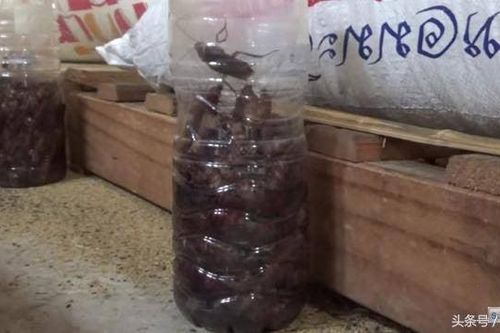 Học người Thái Lan diệt cả trăm con gián chỉ bằng 1 chiếc chai nhựa