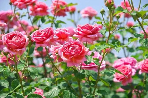Trồng hoa hồng cứ vùi thứ này vào đất, cây lớn nhanh như thổi, hoa đua nhau nở