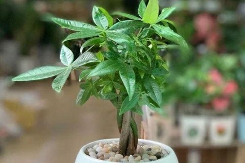 Trồng cây kim ngân đừng chỉ tưới nước lã, cho cây 'ăn' 3 thứ này để lá tươi tốt, đem lộc về nhà