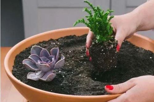 Trồng sen đá cứ làm đúng 3 việc này, chục năm cây không héo úa, lá lúc nào cũng căng mọng