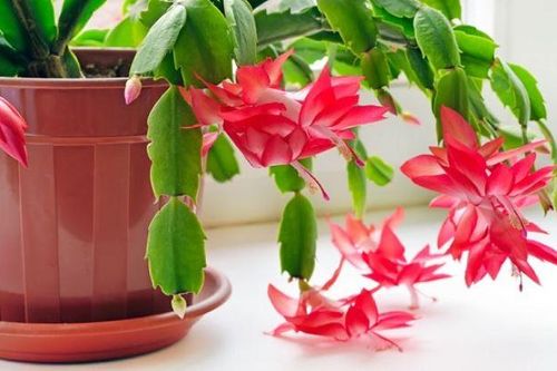 Lan càng cua thích nhất thứ nước này, tưới cho cây đều đặn là chồi mới mọc liên tục, hoa nở bung