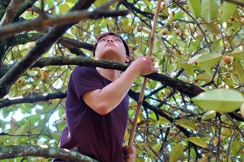 Nhặt măng cụt thuê ở 'thủ phủ' Bình Dương, cứu cánh tạm thời cho công nhân thất nghiệp