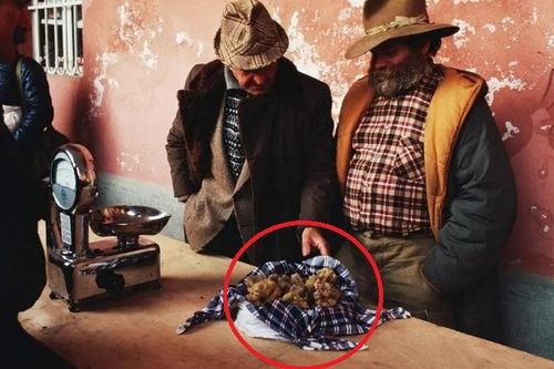 Loại nấm quý hiếm được ví là vàng trắng, chỉ tìm được nhờ vào chó săn