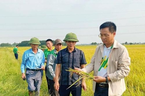 Sử dụng phân bón NPK Phú Mỹ cho cánh đồng mẫu lớn đạt năng suất cao