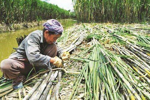 Giá đường tiếp tục duy trì mức cao, dự báo 'niên vụ ngọt ngào' cho doanh nghiệp mía đường