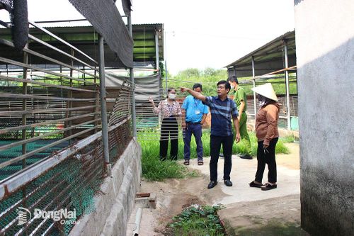 Huyện Thống Nhất: Xử lý 2 trang trại chăn nuôi gây ô nhiễm môi trường