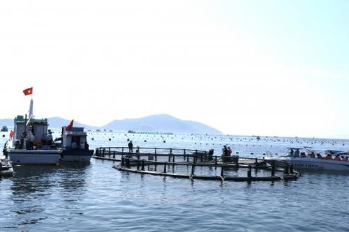 Thí điểm nuôi biển công nghệ cao trên vùng biển hở