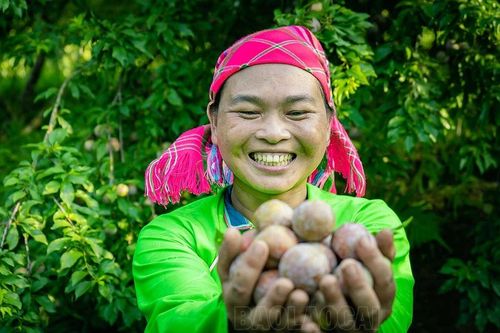 Mường Khương vào mùa thu hoạch mận Tam hoa