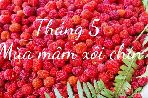 Tháng 5 mùa mâm xôi chín