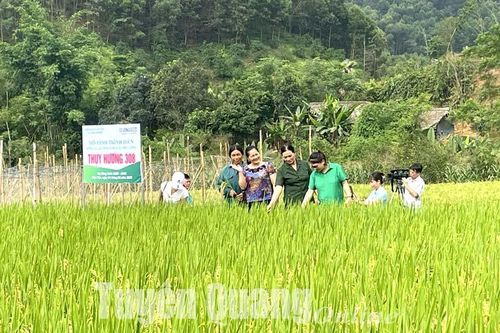 Hàm Yên sẽ nhân rộng mô hình 2 giống lúa mới