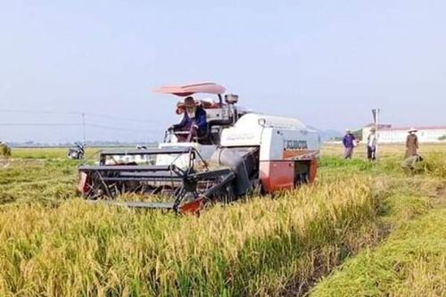 Nông dân Hà Tĩnh đẩy nhanh thu hoạch lúa xuân