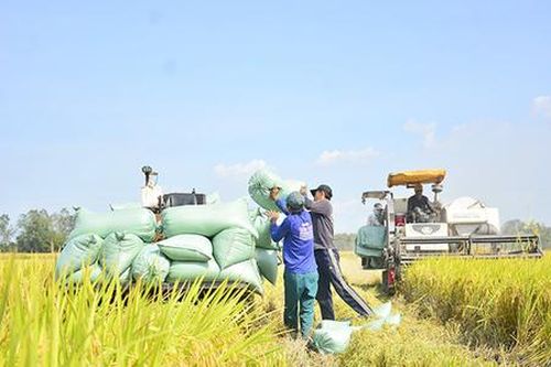 Nông nghiệp 'nở hoa' trong vùng dân tộc thiểu số ở Giồng Riềng