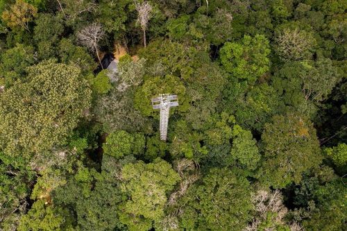 Brazil xây dựng công trình thí nghiệm bơm CO2 vào rừng Amazon
