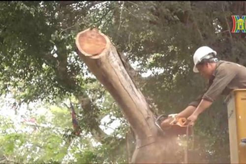 Chặt hạ 3 cây sưa ven hồ Gươm