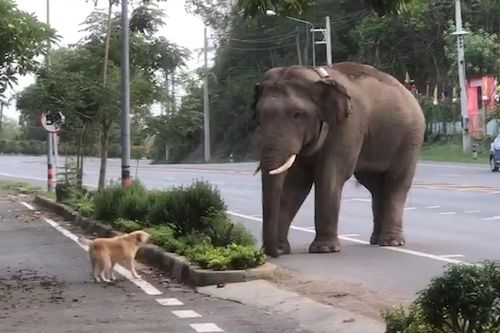 Chó nhà đối đầu chú voi to lớn và cái kết