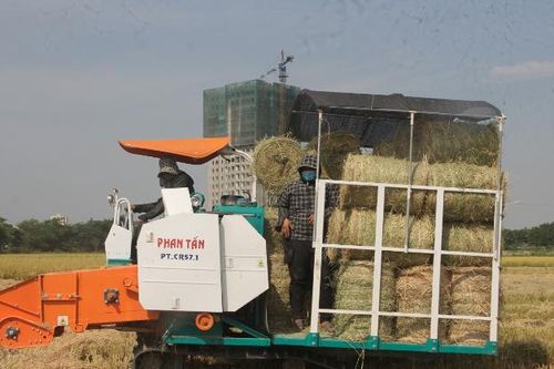 Thu gom rơm- nghề đội nắng kiếm tiền triệu giữa cánh đồng