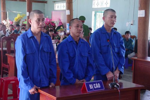 Hơn 21 năm tù cho 3 đối tượng phá rừng trái phép
