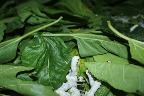 Thăng trầm nghề trồng dâu nuôi tằm