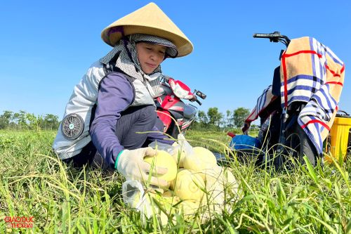 Nông dân ở Nghệ An 'đội nắng' thu hoạch dưa lê