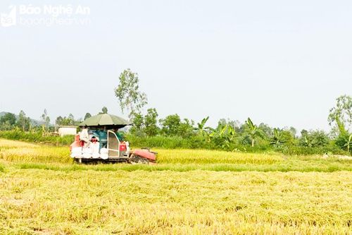Vì sao các vùng đồng ở Thanh Chương có chênh lệch giá gặt máy?
