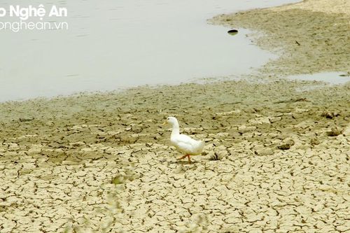 Nắng nóng kéo dài, nhiều hồ đập tại Nghệ An cạn trơ đáy