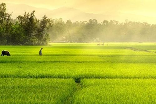Cánh đồng thanh tú
