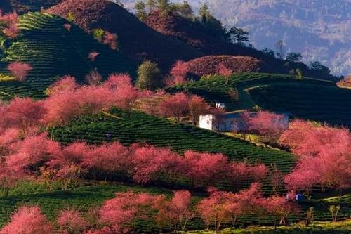 Nghĩ trong sương sớm Sa Pa