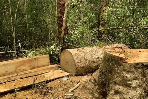 Phạt tù hai đối tượng vi phạm quy định về khai thác, bảo vệ rừng và lâm sản