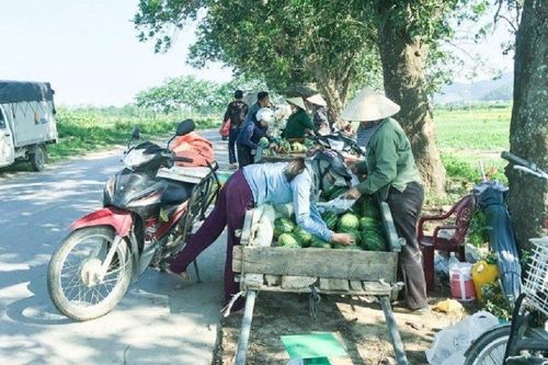 Nghệ An: Dưa hấu đầu mùa được giá, nông dân phấn khởi thu hoạch