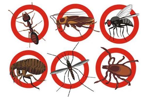 7 mẹo đơn giản giúp bạn dễ dàng đuổi côn trùng ra khỏi nhà