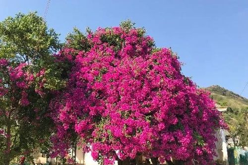 Chuyên gia chỉ 3 việc cần làm để hoa giấy nở rực rỡ quanh năm