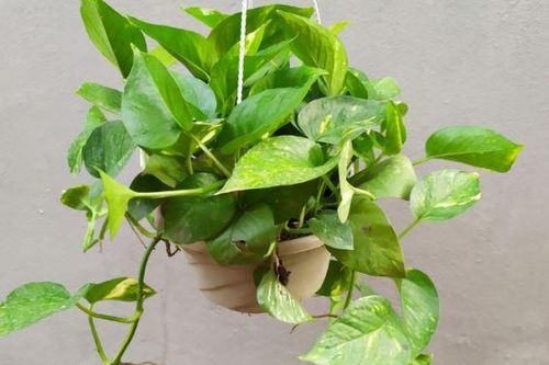 Trầu bà rất thích loại nước này, nửa tháng tưới một lần cây xanh mơn mởn, không sợ vàng lá