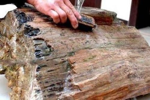 Nhặt khúc gỗ mục ven đường, người đàn ông tròn mắt vì nó biến thành thứ quý như vàng
