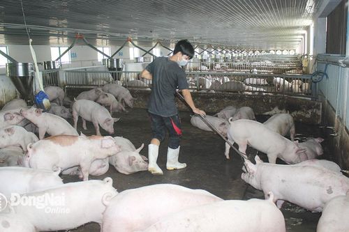 Giữ an toàn dịch bệnh trong chăn nuôi