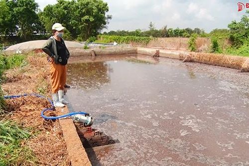 Kiên quyết xử lý các cơ sở chăn nuôi gây ô nhiễm môi trường