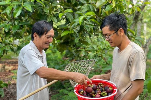 Nhà vườn phấn khởi vì măng cụt trúng mùa, được giá