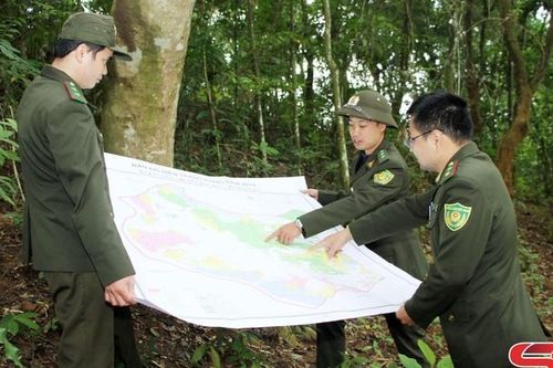 Những cánh rừng xanh mãi