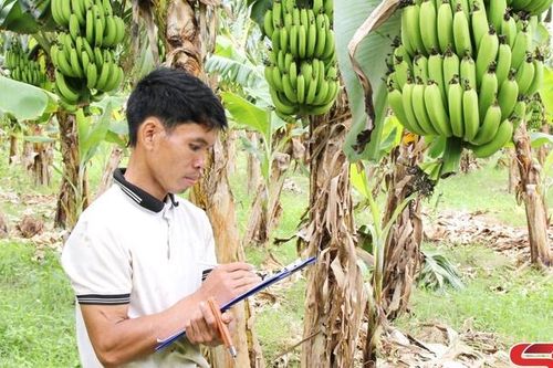 Nông nghiệp ứng dụng công nghệ cao ở Phù Yên