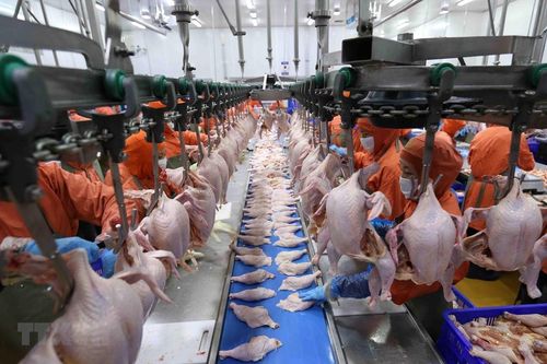 Việt Nam có thể xuất khẩu thịt gà chế biến sang Anh từ 9/2023