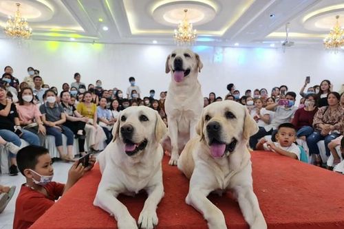 Hành trình xuyên Việt để đời của một 'gia đình 4 chân'