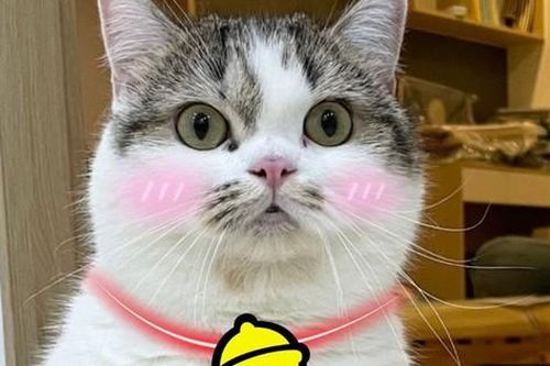 Đến cả những ai không nuôi mèo cũng phải mê mẩn với 5 'hoàng thượng' tại kênh TikTok Meowisthebest