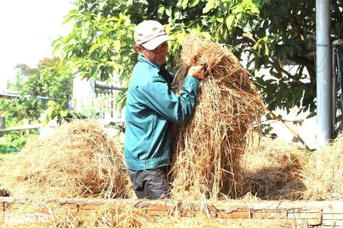 Quảng Nam: Nông dân đổi đời nhờ... rơm rạ