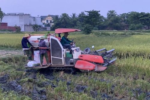 Tránh nắng nóng, nhiều nông dân ra đồng gặt lúa khi chiều muộn