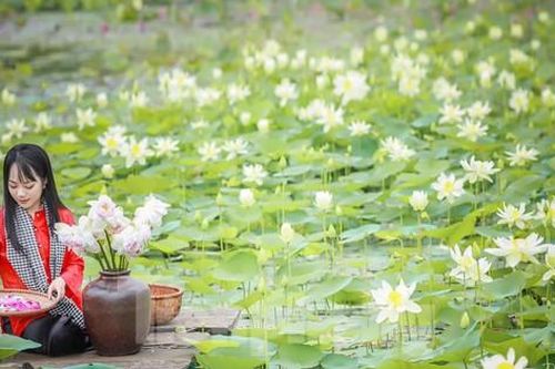 Hút hồn với cánh đồng sen đẹp bất tận ở ngoại thành Hà Nội