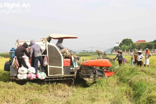 Thợ gặt đội nắng, trắng đêm thu hoạch lúa