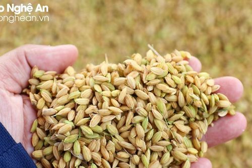 Được giá, nông dân Nghệ An bán lúa tươi ngay tại ruộng